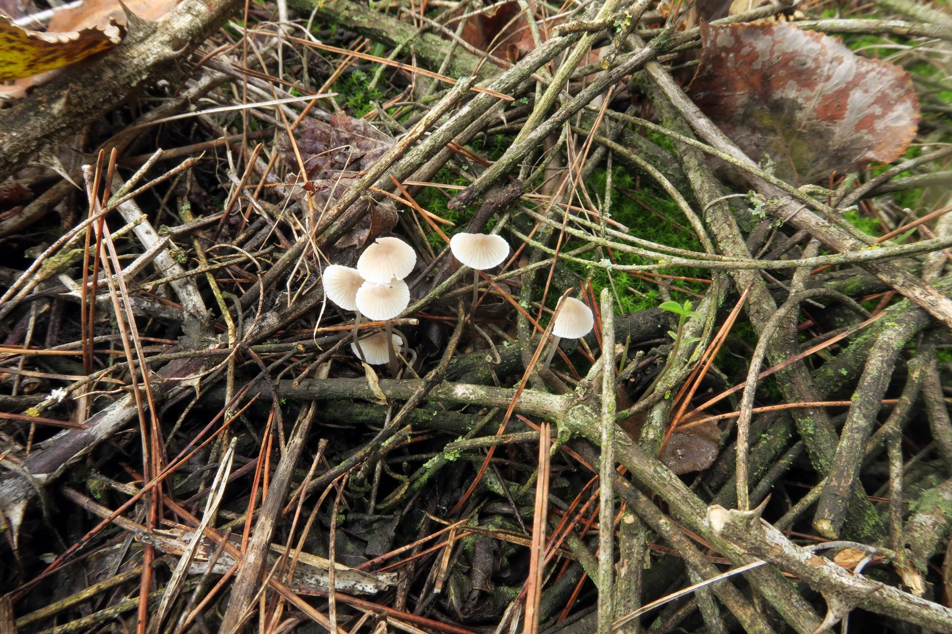 Mycena xantholeuca - 1 - IMG_2659